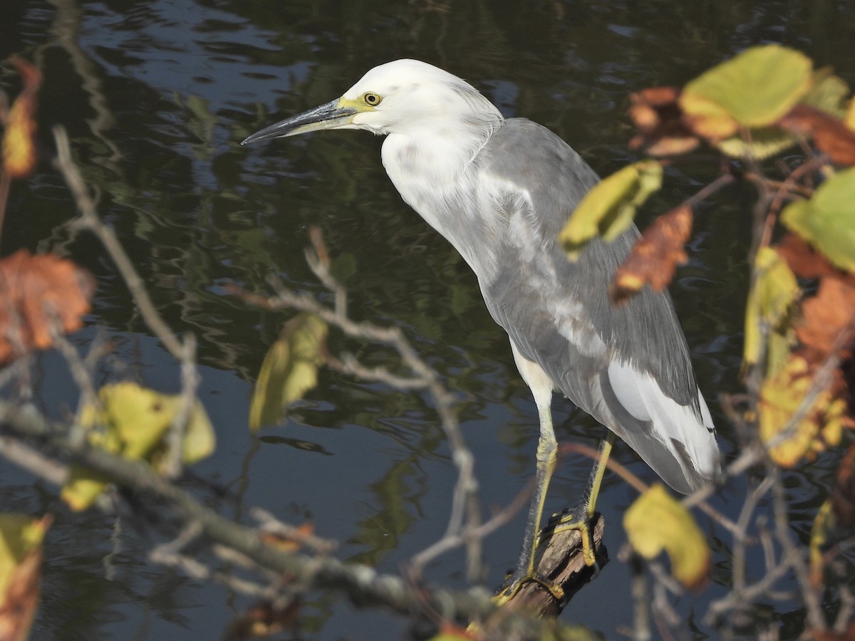 Little Blue Heron x Snowy Egret (hybrid) - Simon Tolzmann