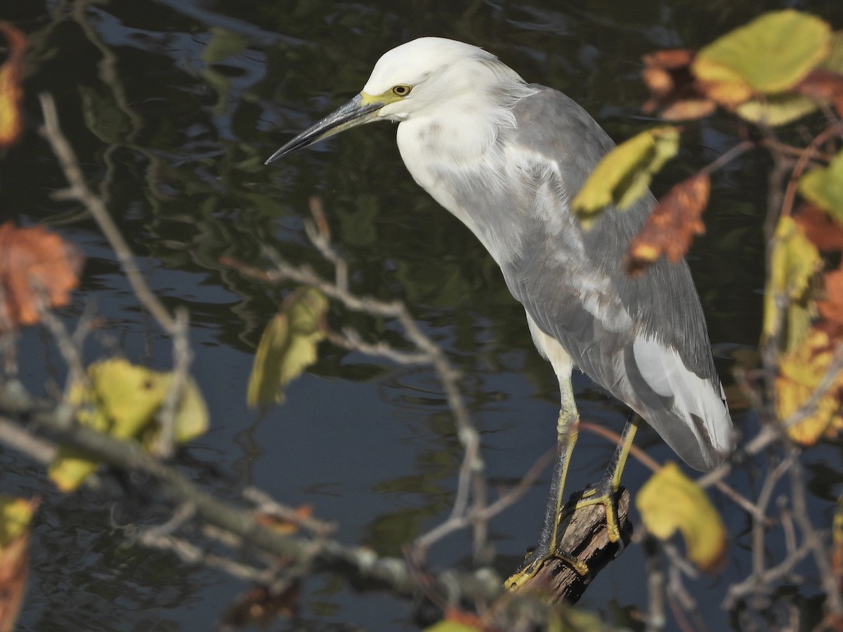 Little Blue Heron x Snowy Egret (hybrid) - ML372204351