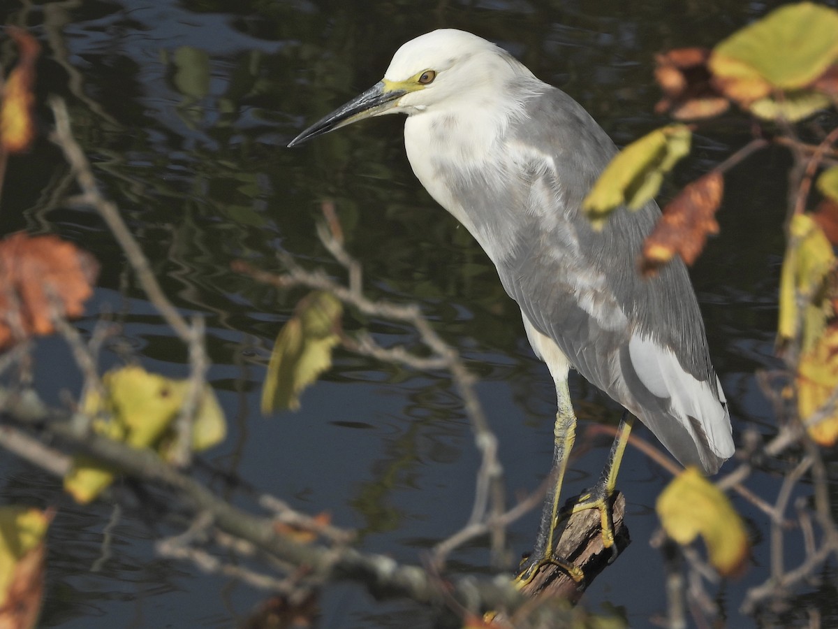Little Blue Heron x Snowy Egret (hybrid) - ML372204361