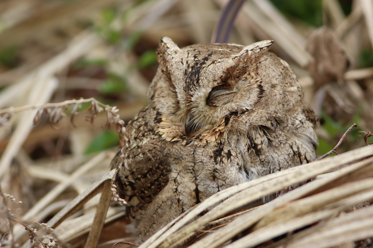 Japanese Scops-Owl - ML372205431