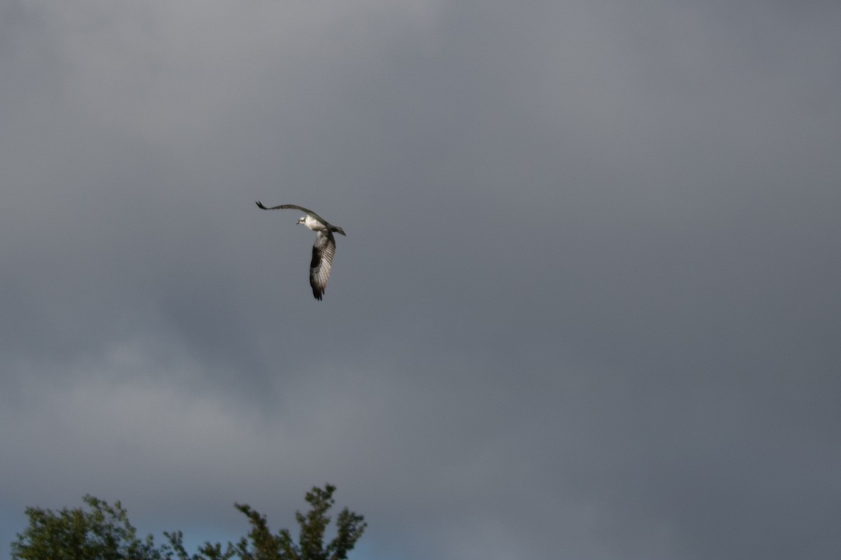 Osprey (carolinensis) - ML372205631