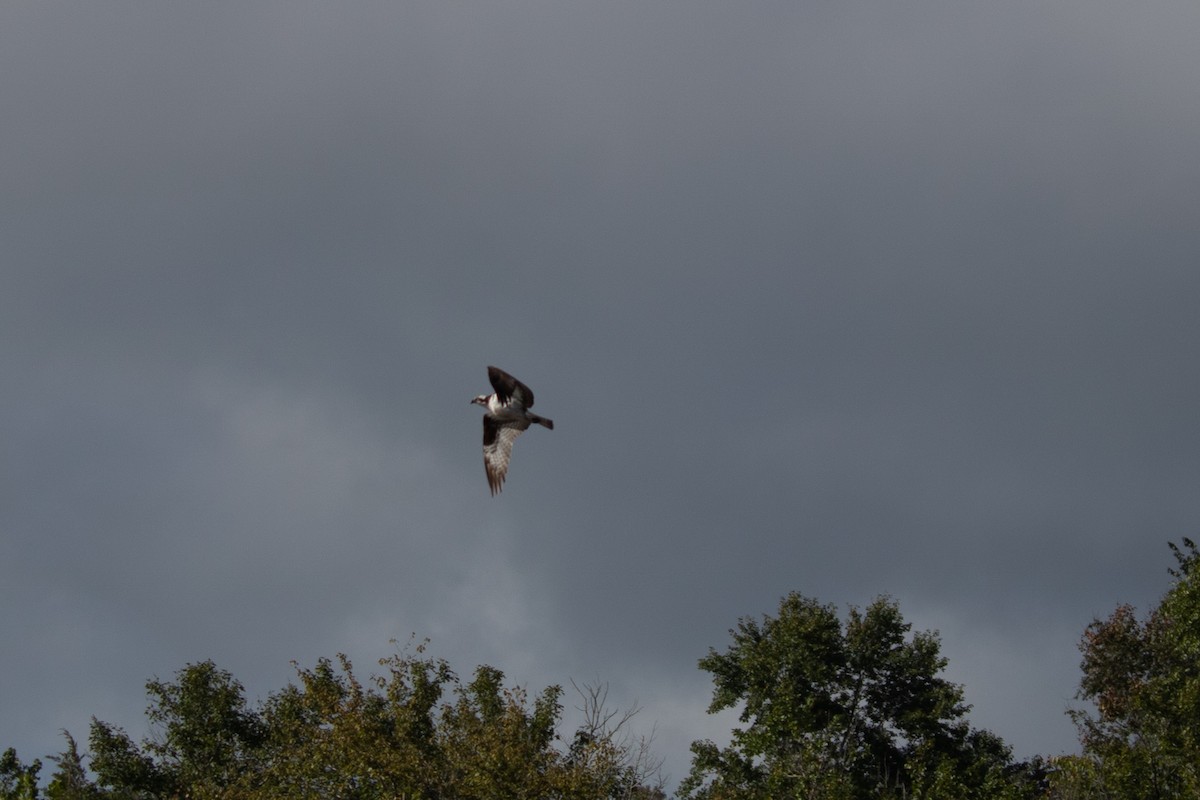 Osprey (carolinensis) - ML372205641