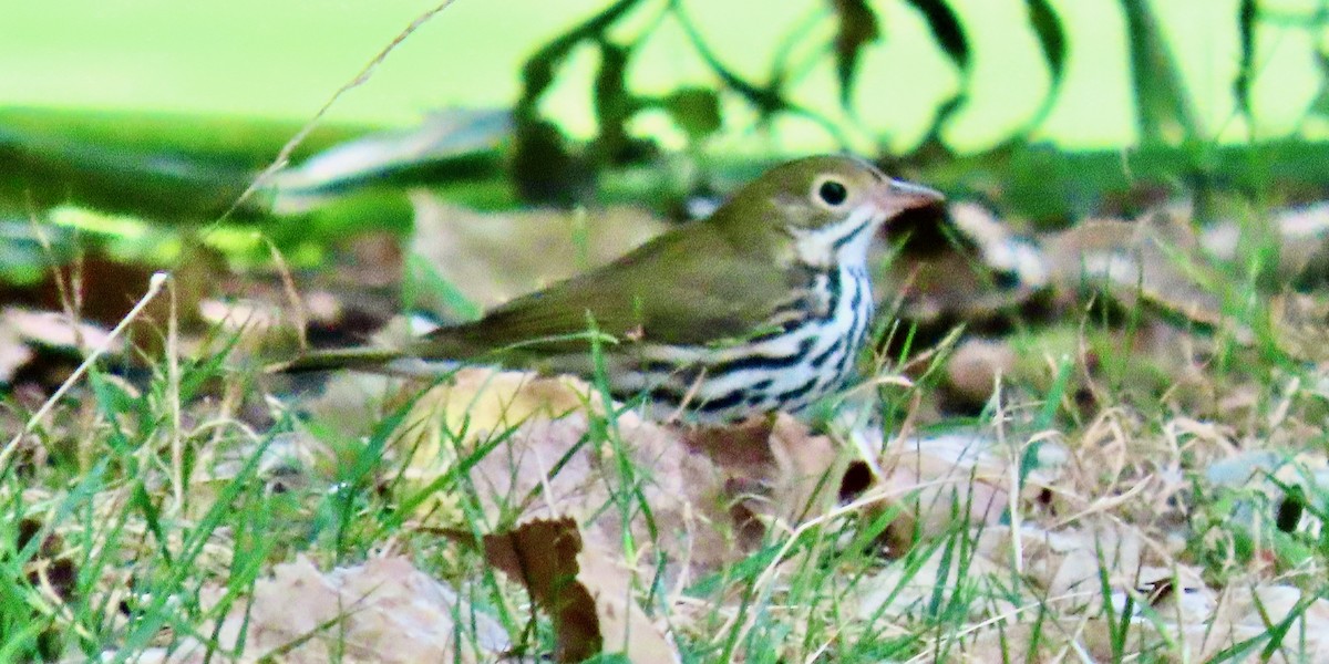 Ovenbird - ML372205971