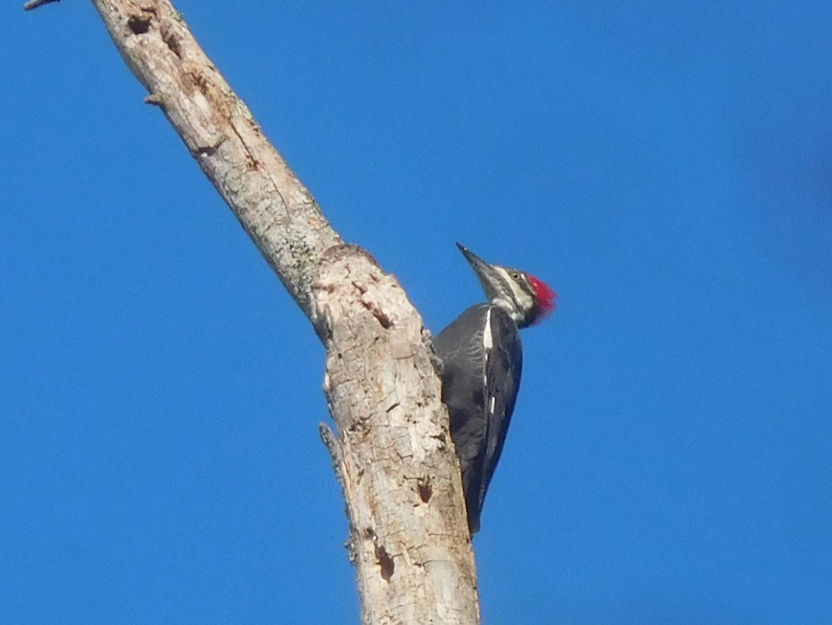 Pileated Woodpecker - LynnErla Beegle