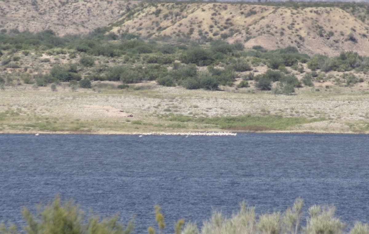 American White Pelican - ML372209091