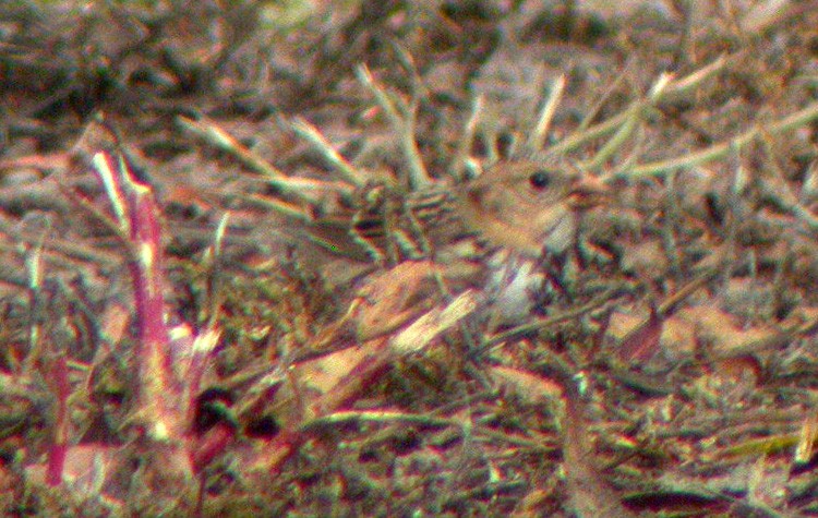 Harris's Sparrow - ML37221051