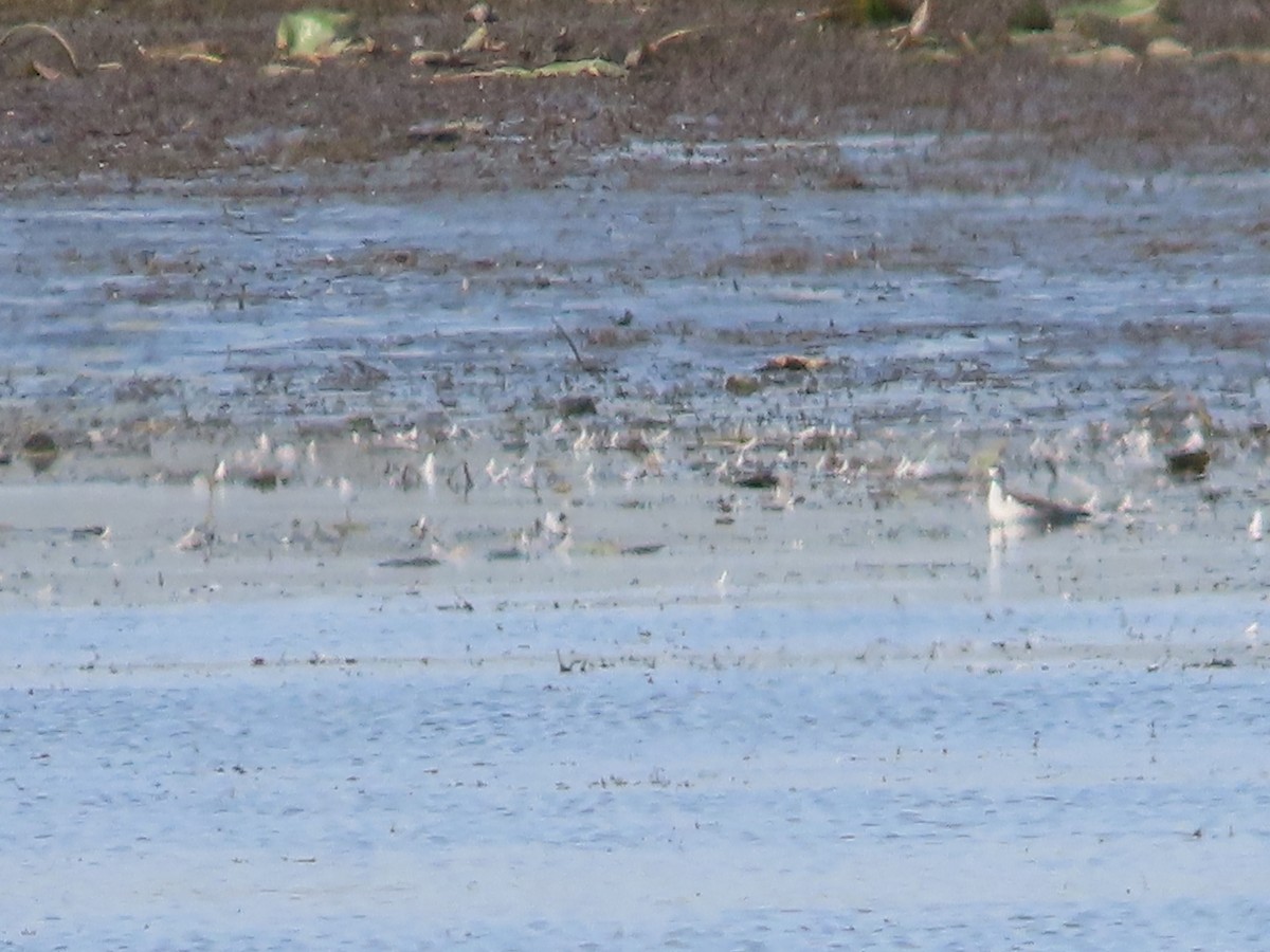 Red-necked Phalarope - Lynn Barber