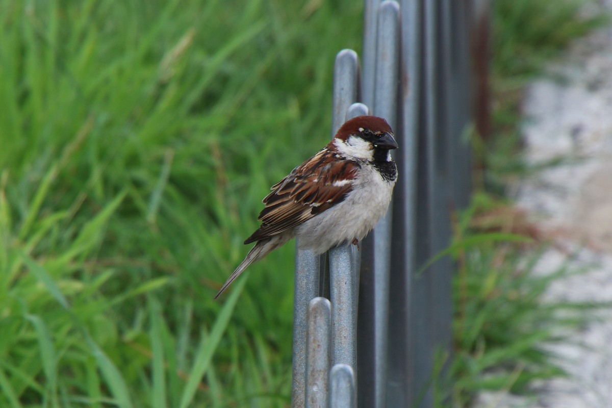 Italian Sparrow - ML37221141