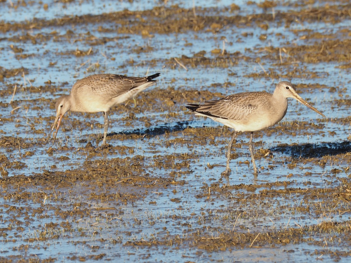 Hudsonian Godwit - Heather Hosten