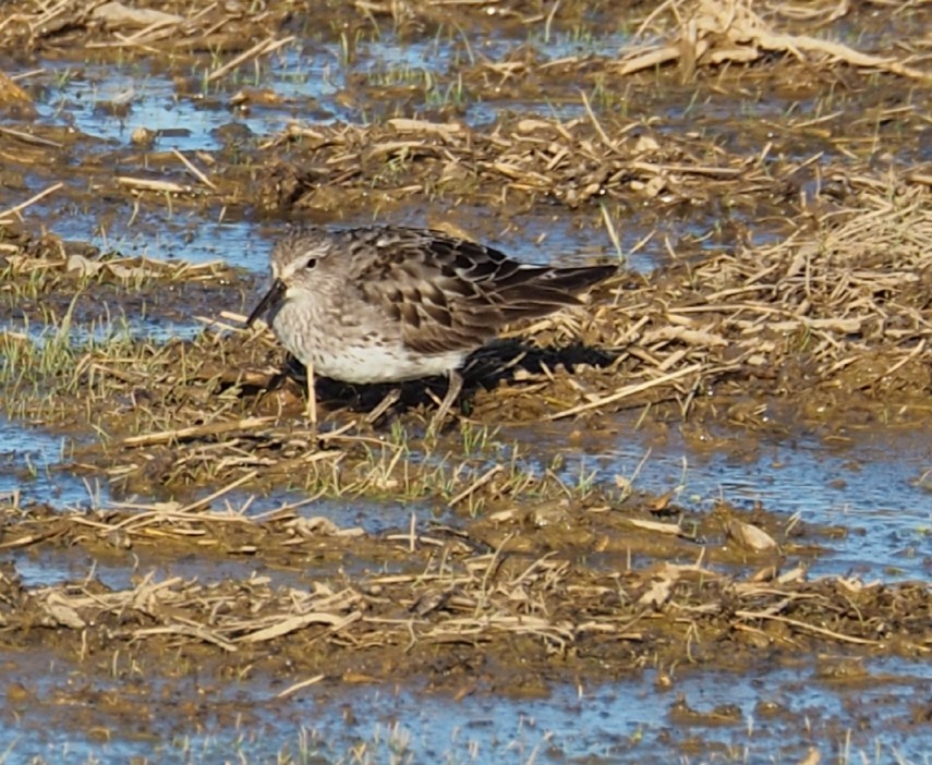 White-rumped Sandpiper - ML372212001