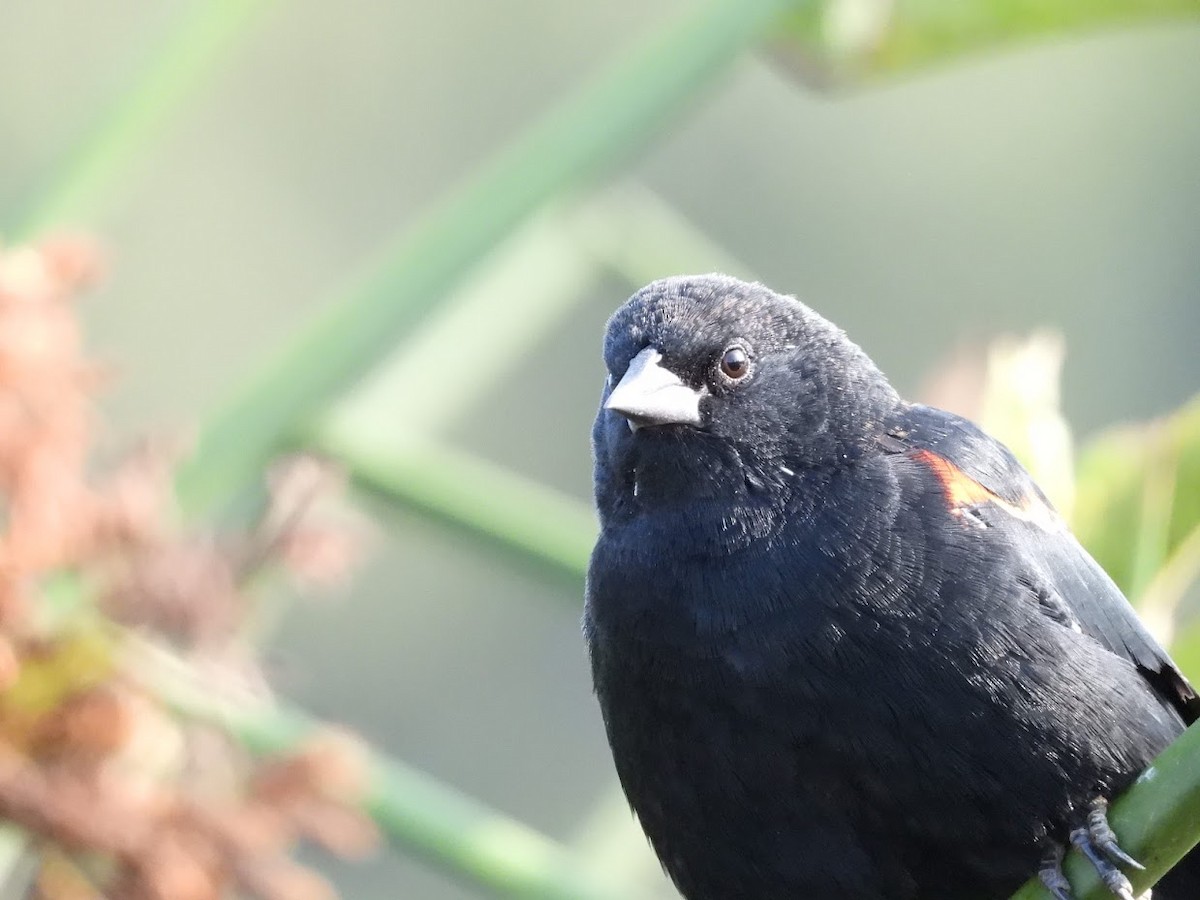 Red-winged Blackbird - ML372213831