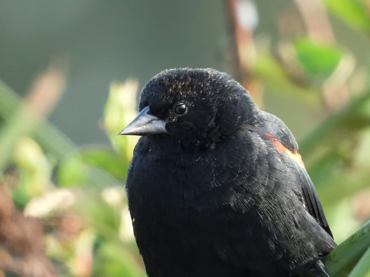 Red-winged Blackbird - ML372213841