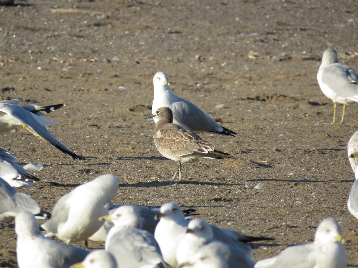 Laughing Gull - ML372213851