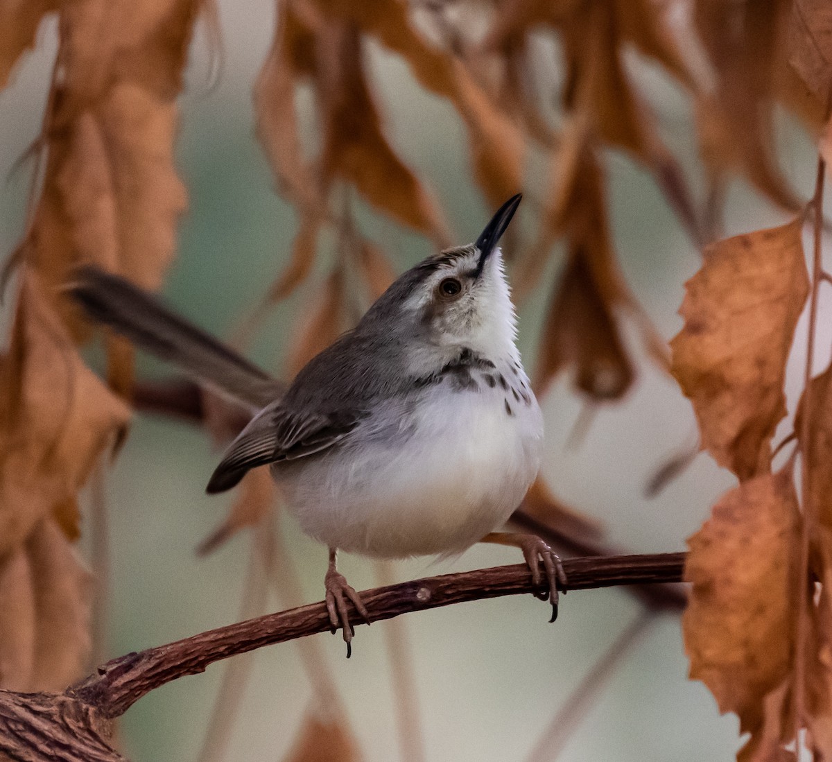 Black-chested Prinia - ML372214881