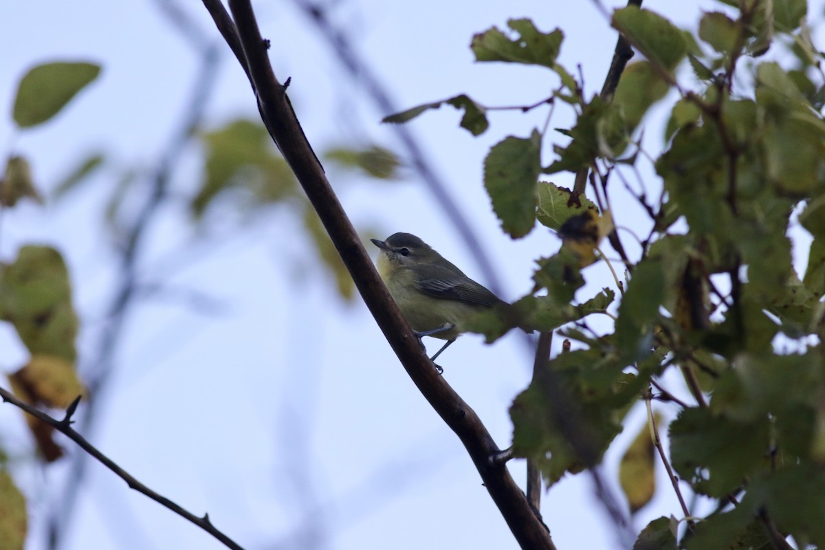 Philadelphia Vireo - ML372215031