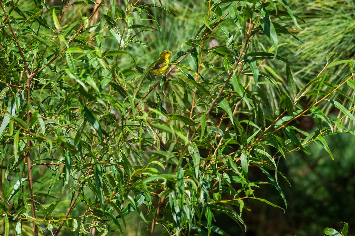 Wilson's Warbler - ML372215161