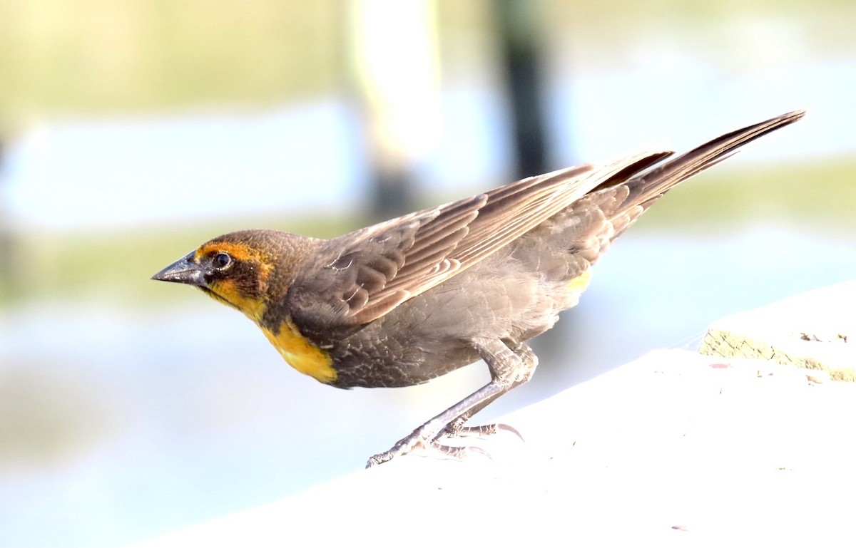 Yellow-headed Blackbird - ML372215271