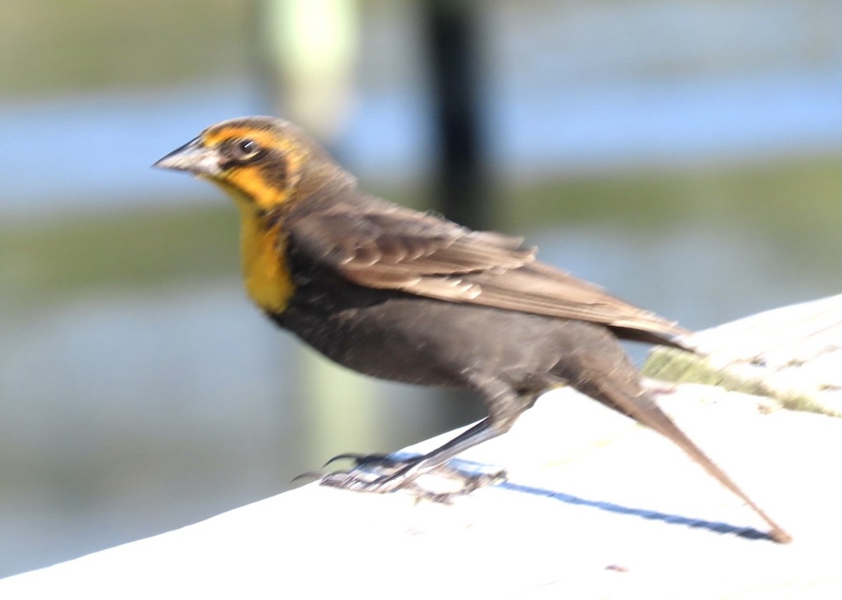 Yellow-headed Blackbird - ML372215281