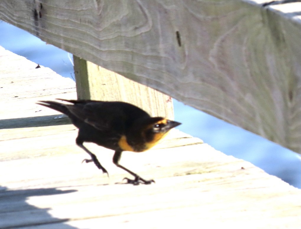 Yellow-headed Blackbird - ML372215291