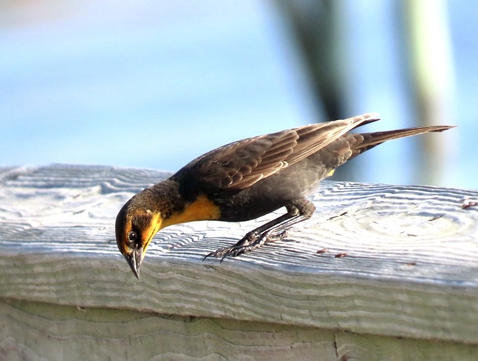 Yellow-headed Blackbird - ML372215311