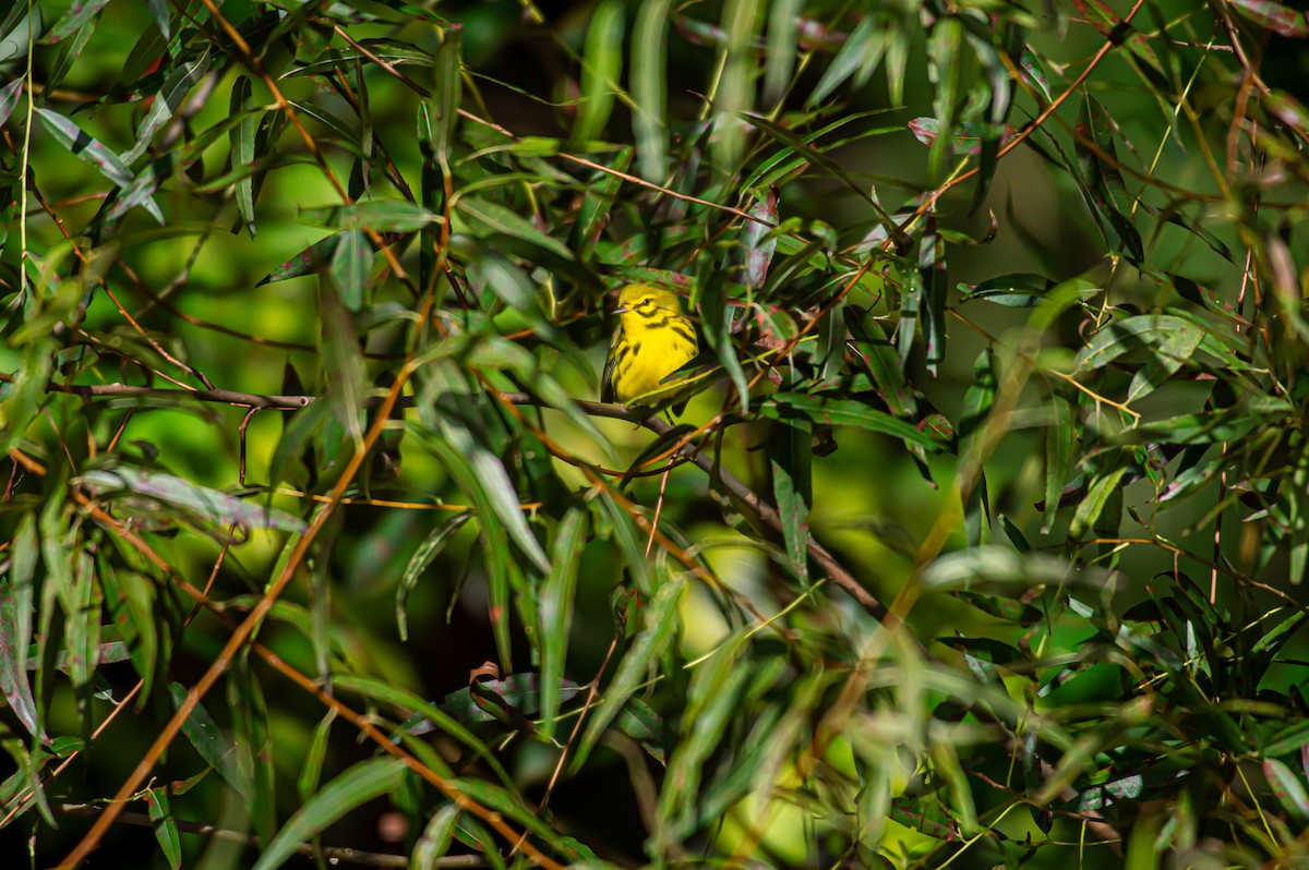 Prairie Warbler - ML372215941