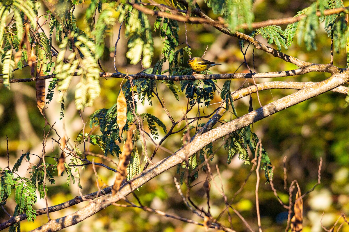Cape May Warbler - ML372216231
