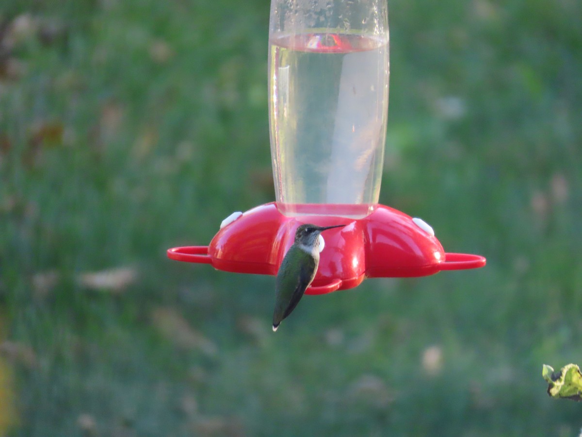 Рубиновогорлый колибри - ML372216731