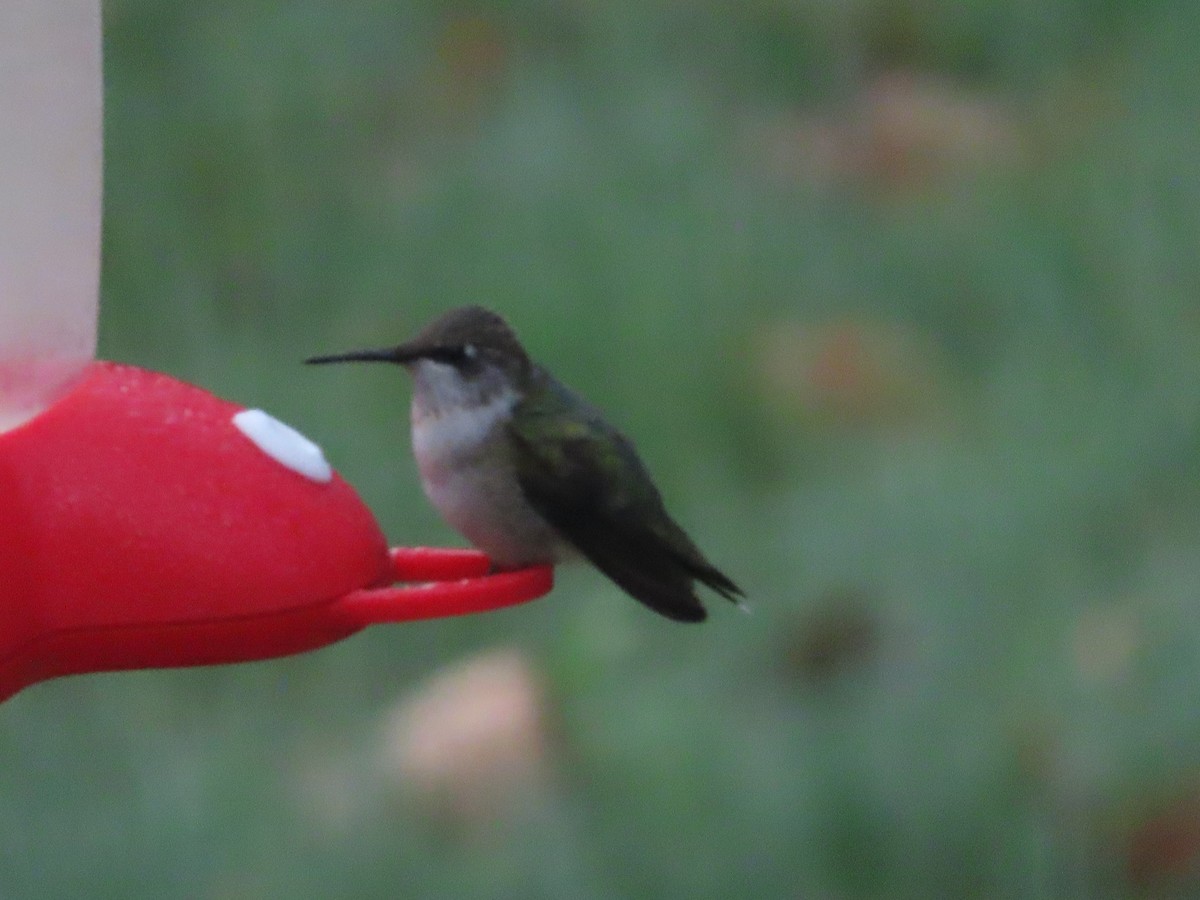 Ruby-throated Hummingbird - ML372216851
