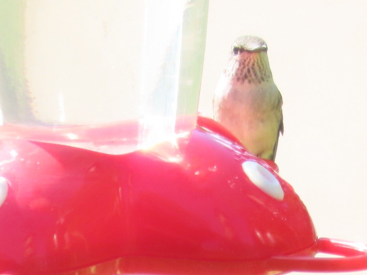Рубиновогорлый колибри - ML372217121