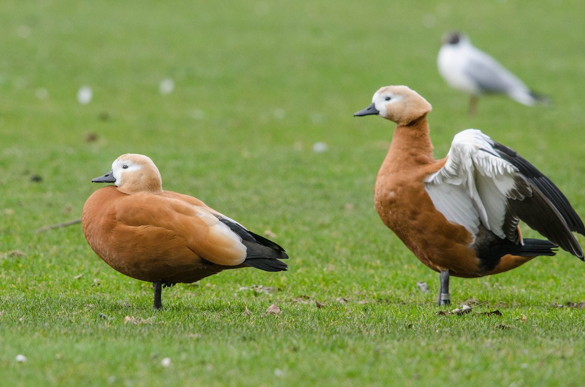 Ruddy Shelduck - ML37221771