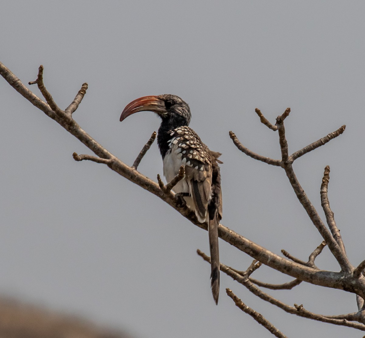 zoborožec namibijský - ML372219631