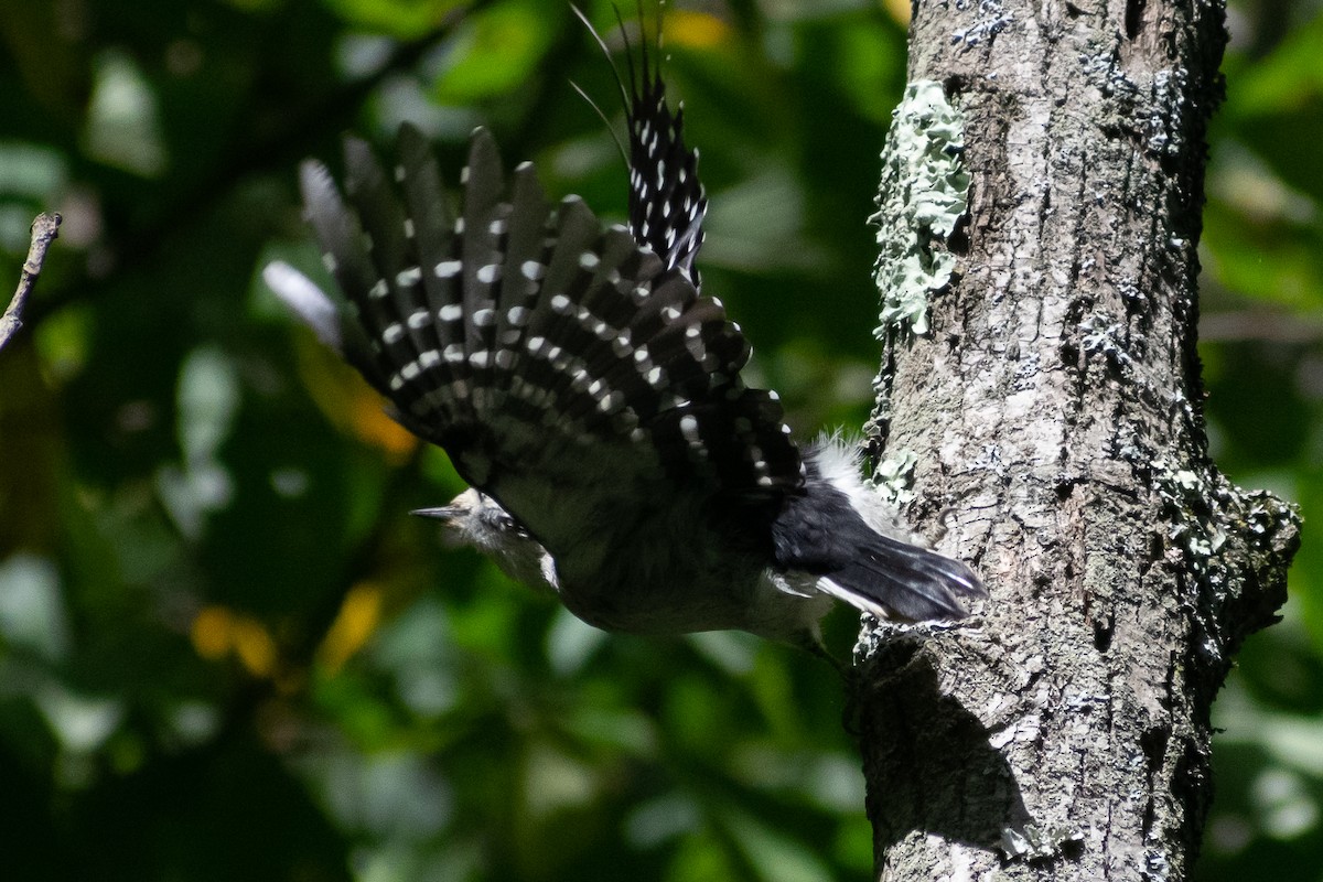 Downy Woodpecker - ML372221251