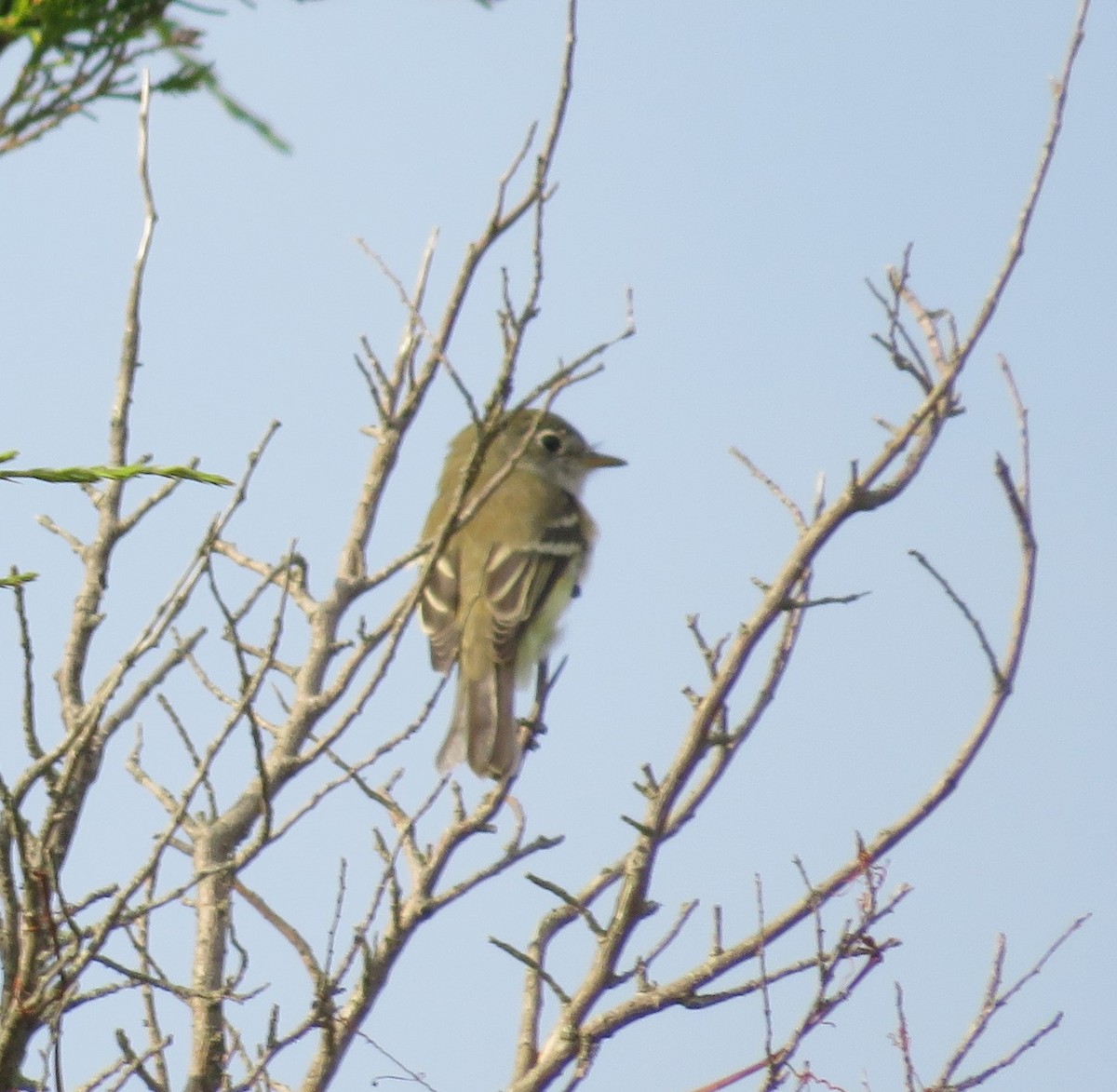 Yellow-bellied Flycatcher - Chris O'Connell