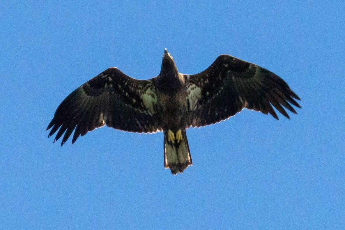 Bald Eagle - ML372223681