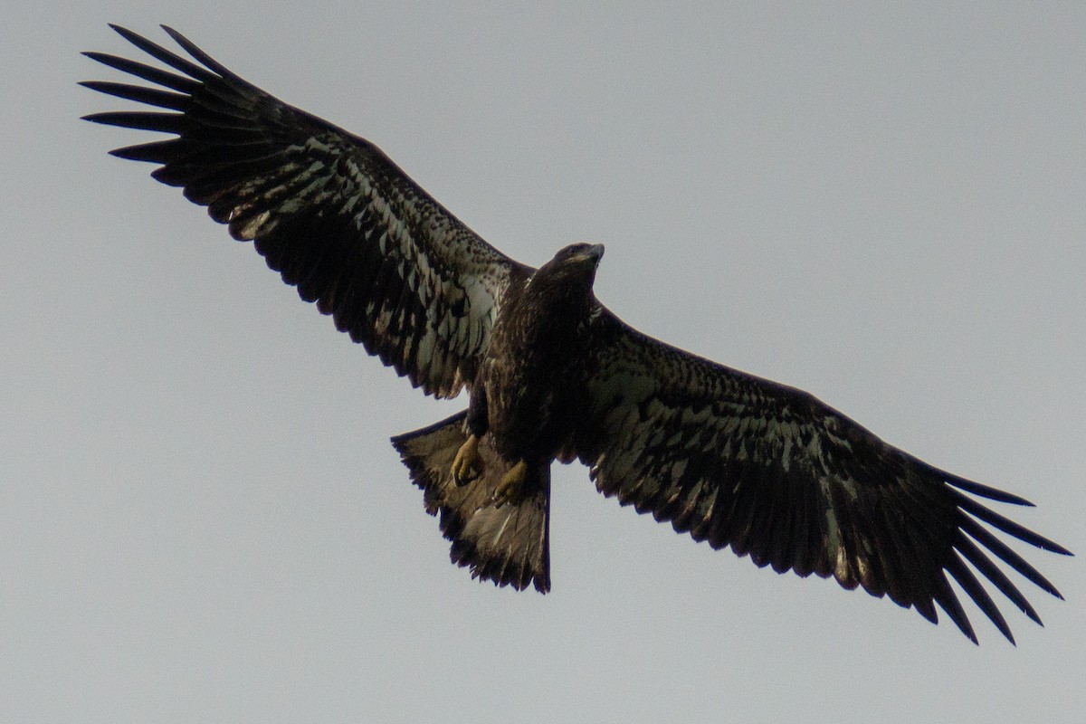 Bald Eagle - ML372223721