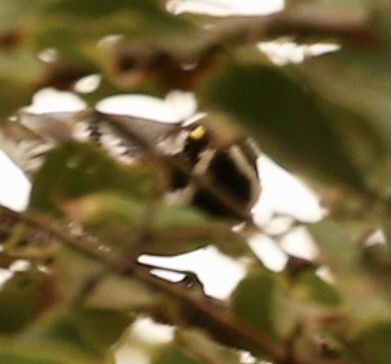 Black-throated Gray Warbler - Teresa Connell