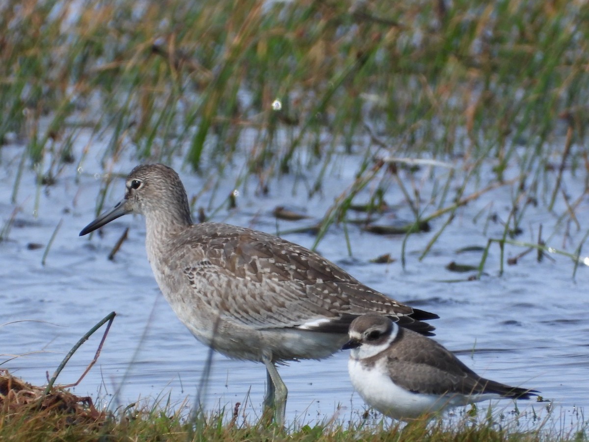 Semipalmated Plover - ML372225501