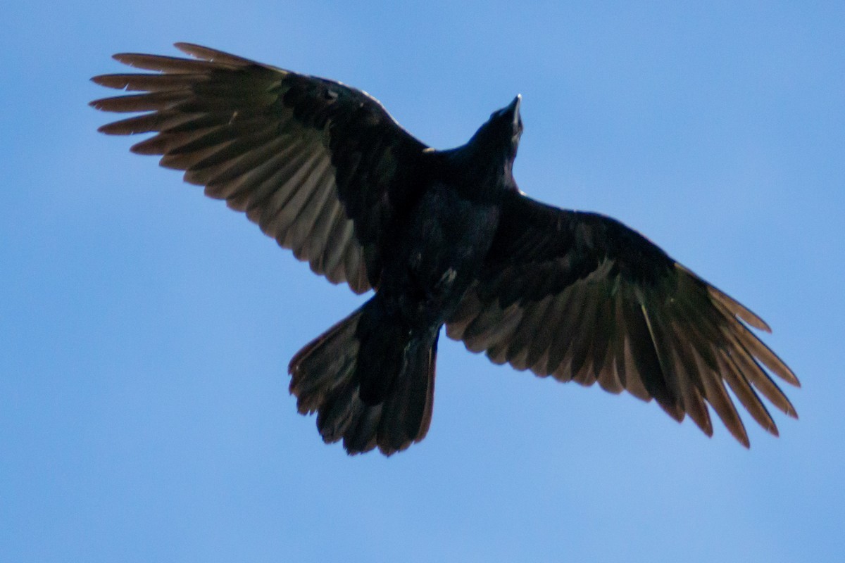 Common Raven - ML372225651