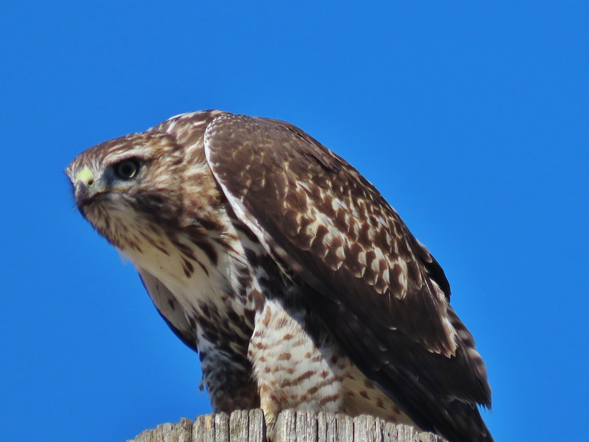 Red-tailed Hawk - ML372226541
