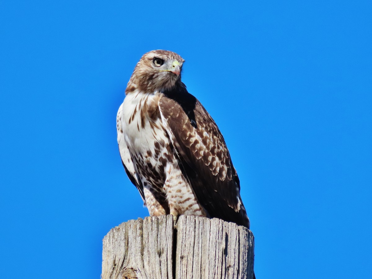 Red-tailed Hawk - ML372226771