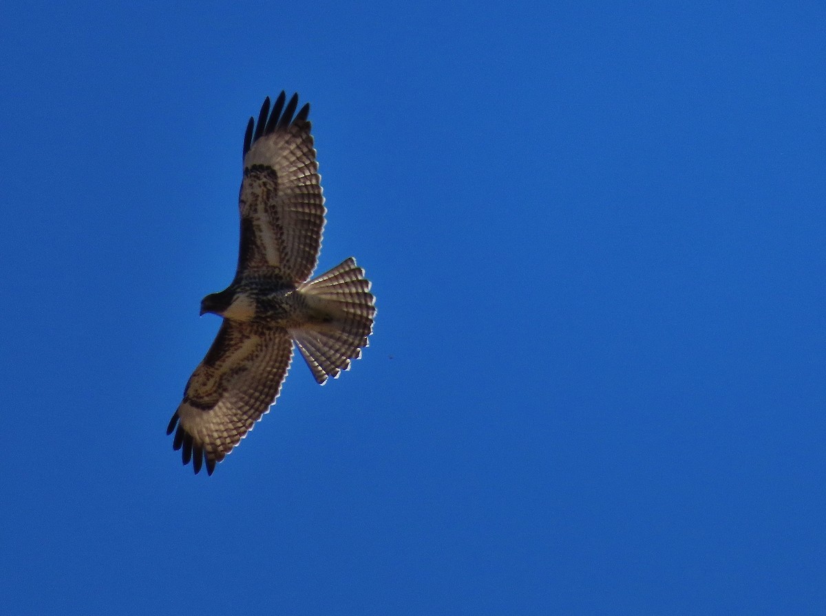 Red-tailed Hawk - ML372228131