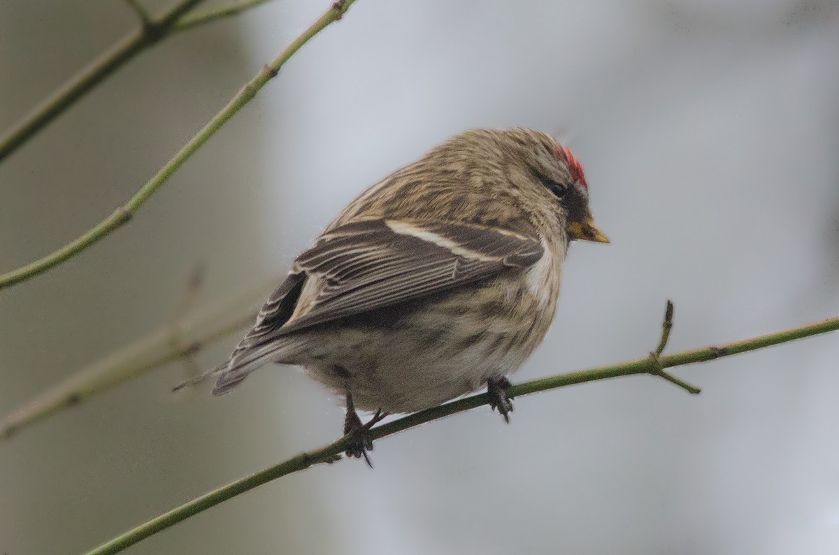 Common Redpoll - ML37222871