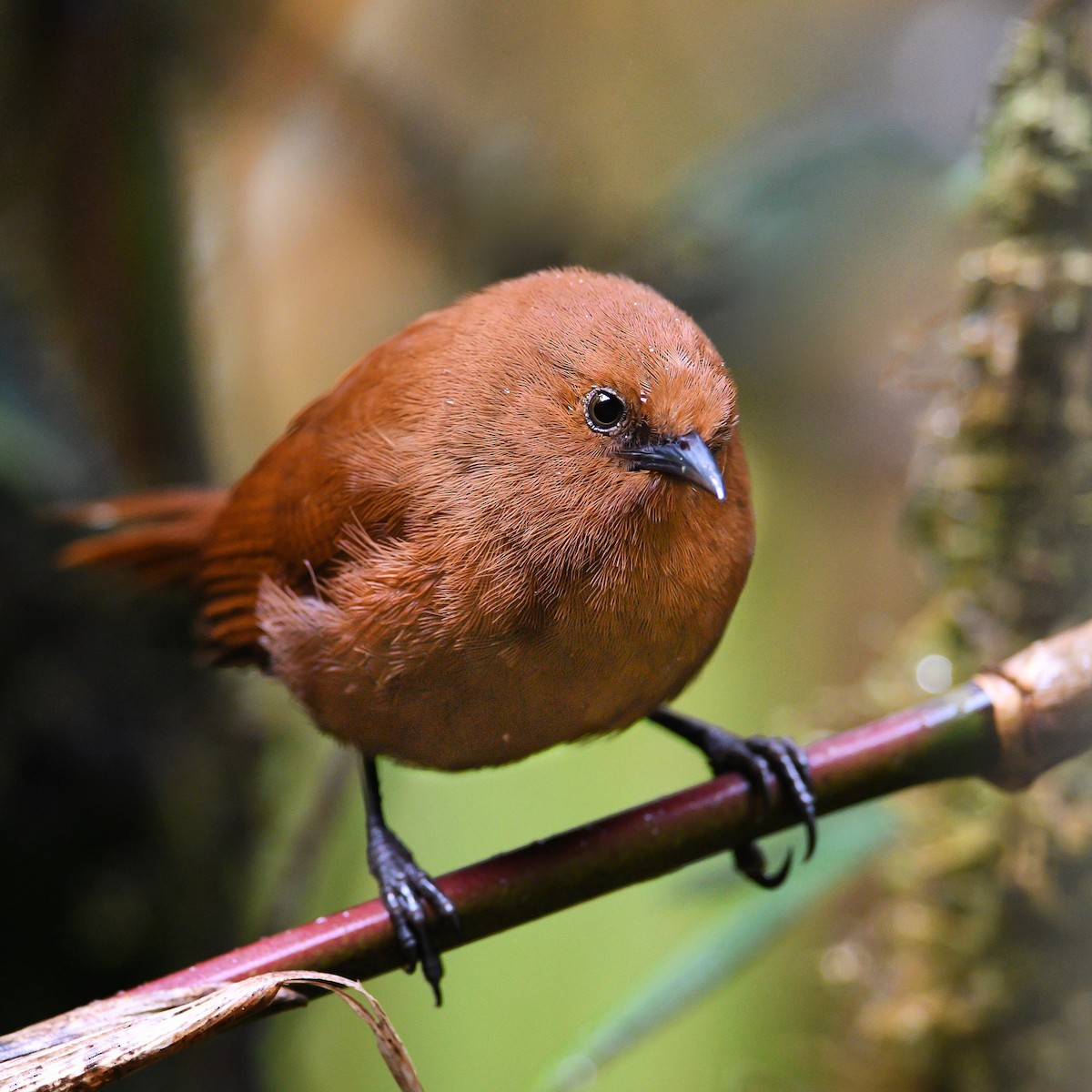 Rufous Wren - ML372228931