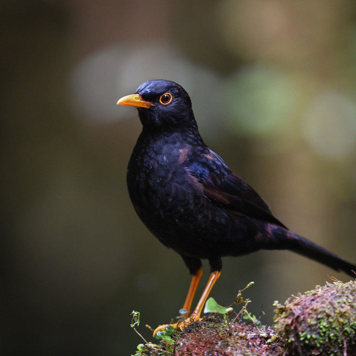 Glossy-black Thrush - ML372229591