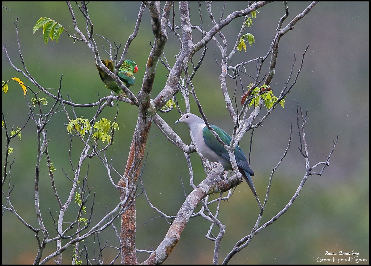 Green Imperial-Pigeon - Ramon Quisumbing