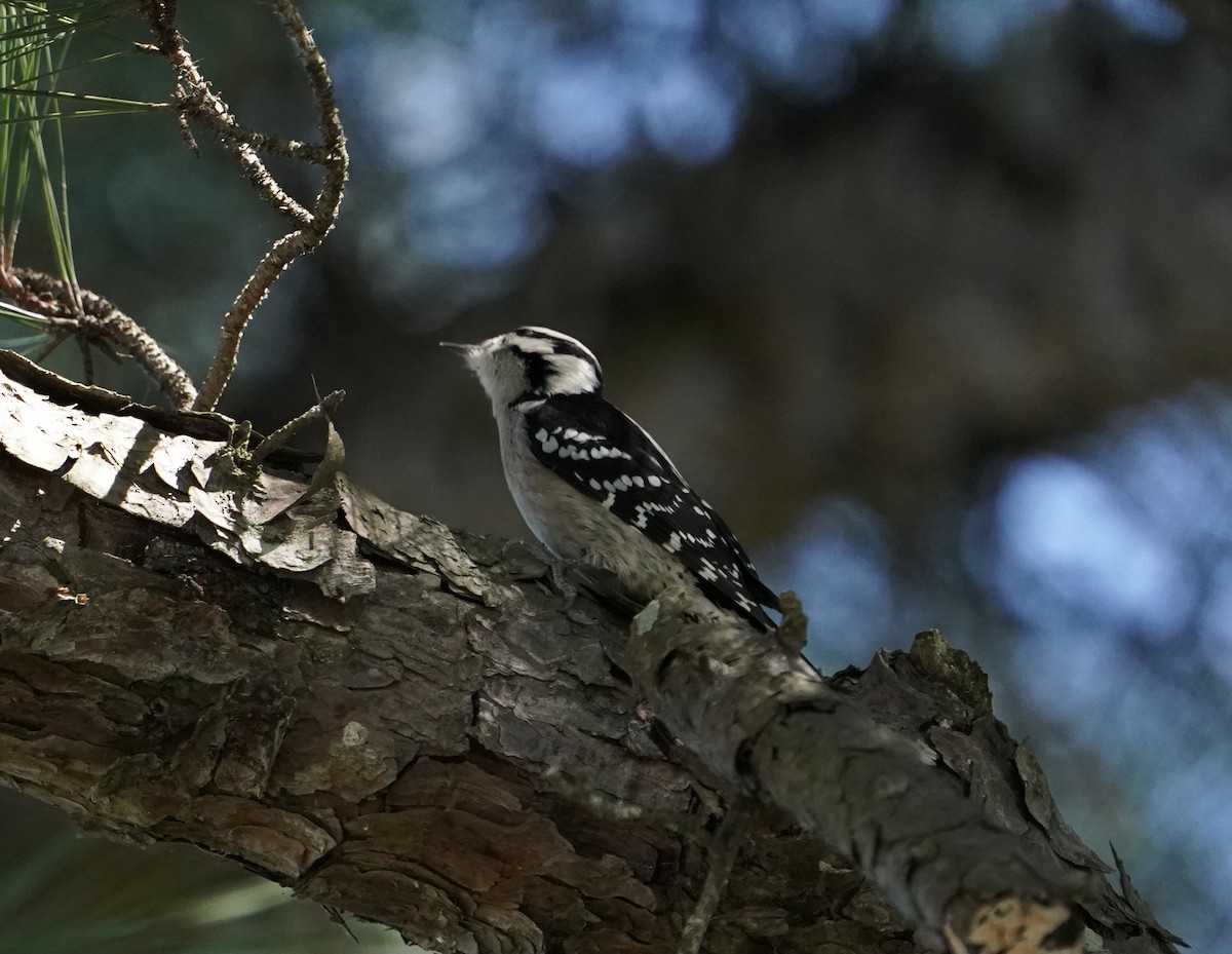 Downy Woodpecker - Dee Omer