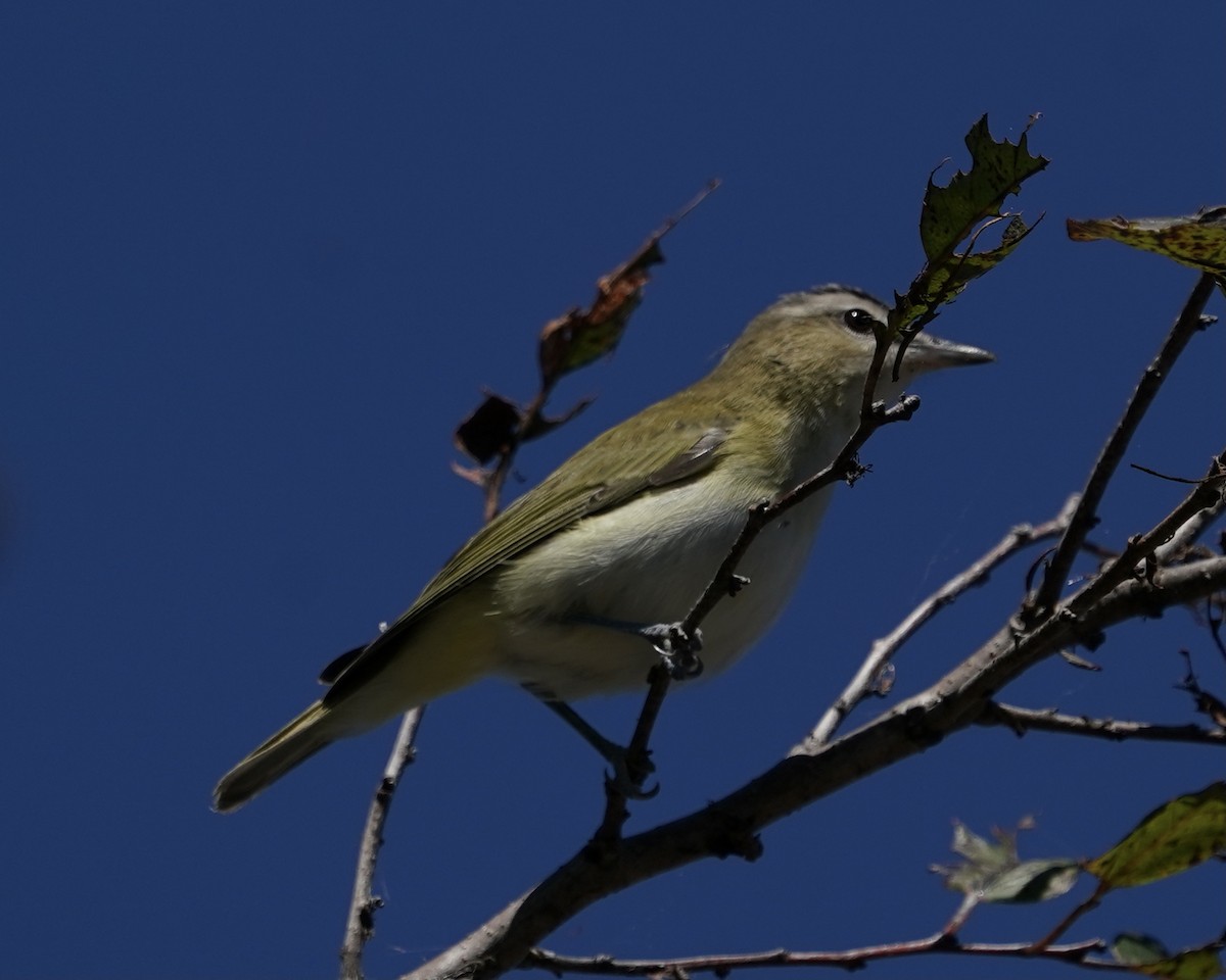 Red-eyed Vireo - Dee Omer