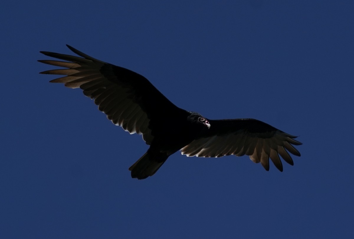 Turkey Vulture - ML372231021