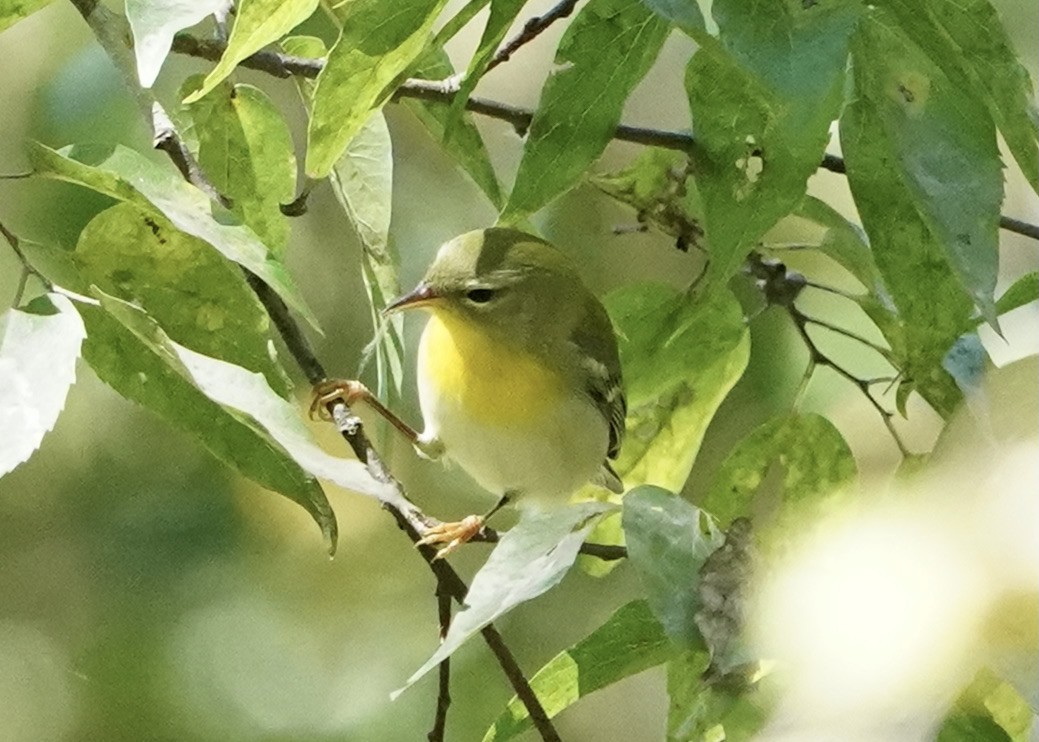 Northern Parula - Dee Omer