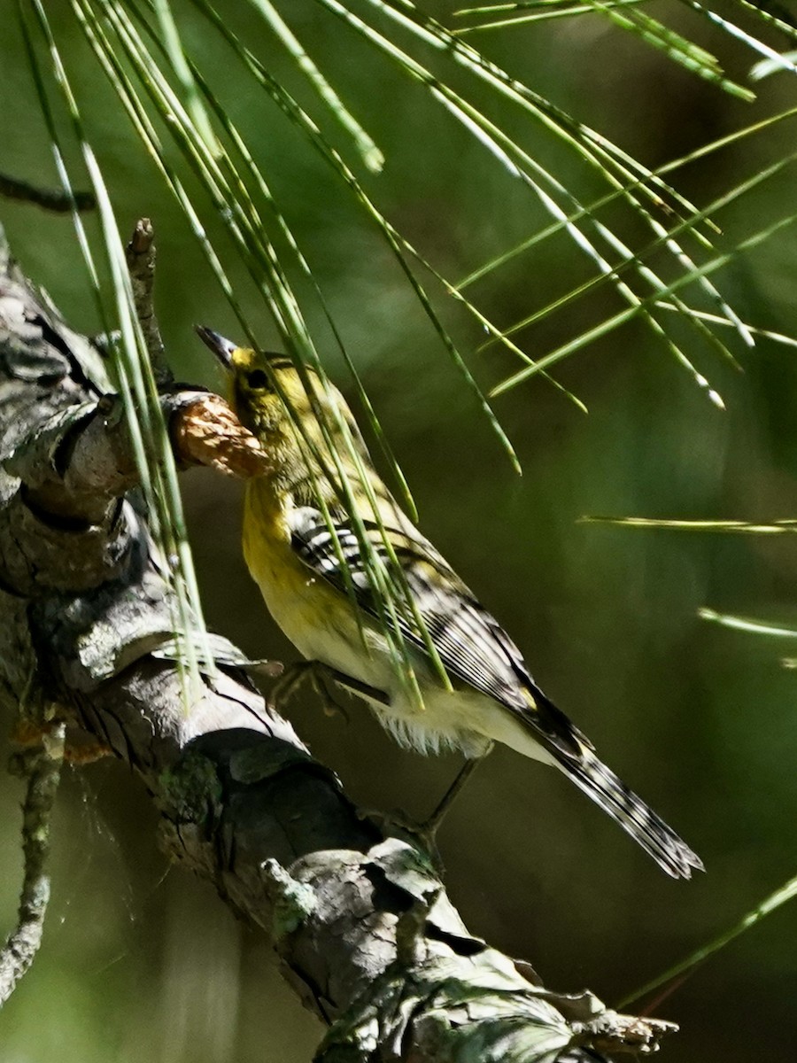 Pine Warbler - Dee Omer